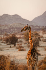 Vertical shot of a beautiful giraffe in i habitat on safari in the Okavanga, Delta, Botswana - obrazy, fototapety, plakaty