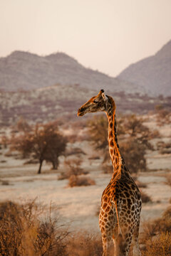 Fototapeta Vertical shot of a beautiful giraffe in i habitat on safari in the Okavanga, Delta, Botswana