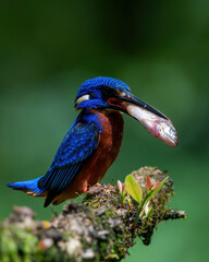 Blue-eared Kingfisher with fish catch at Abloli, Maharashtra, India