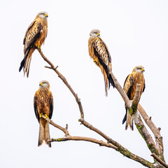 Red kite birds on a branch in Vittskövle. This picture is taken from a hiding place.