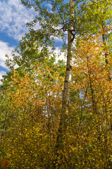 Autumn. Coming to a Forest near You.