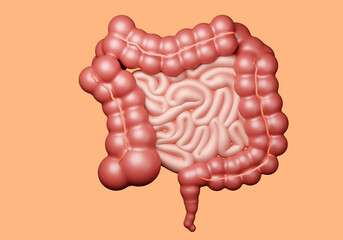 gastrointestinal tract. Human intestines on orange background. Detailed visualization of intestines. Red-pink human intestines. Visualization of human organs. Gastrointestinal visual aid. 3d image