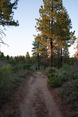 Obraz premium path in the woods