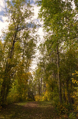 Fototapeta na wymiar Autumn. Coming to a Forest near You.