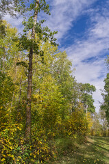 Fototapeta premium Autumn. Coming to a Forest near You.