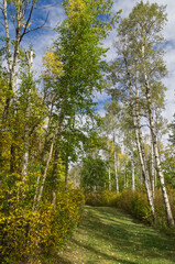 A Path in an Autumn Forest