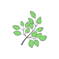 Moringa. Branch and leaves. Sketch. Editable color.