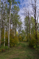 Fototapeta na wymiar A Path in the Woods