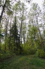 A Path in the Woods