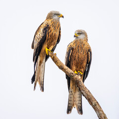 Red kite birds on a branch in Vittskövle. This picture is taken from a hiding place.