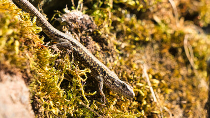 A lizard lurks from its hiding place. A small hunter waiting for insects.