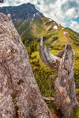 Details of a tree stump at the famous Fellhorn summit near Oberstdorf, Bavaria, Germany
