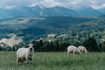 owce na pastwisku - obrazy, fototapety, plakaty