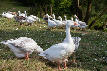 Domestic geese on a walk through the meadow