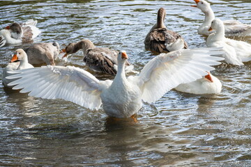 group of domestic white farm geese swim and splash water drops in dirty muddy water, enjoy first warm sun rays, peace and tranquillity of nature