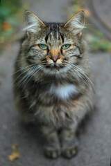 Portrait of cute wild fluffy cat