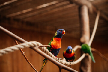 red and yellow macaw