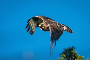 Rough-legged Buzzard defending the nest in Swedish Lappland