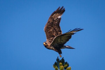 Rough-legged Buzzard defending the nest in Swedish Lappland