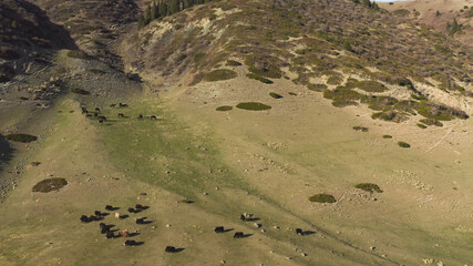 A beautiful aerial flight over a mountain-steppe valley with small grazing animals and unusual green shrubs in the form of large circles. Side view from the window of a helicopter flying on a day.