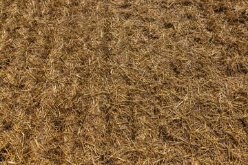Stubble in the field after harvest. Cut stalks of cereals in the field. Slender rows of grain crops