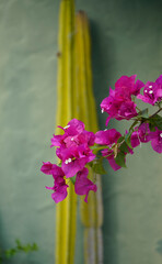 Pink Bougainvillea blooms with green cactus in background.