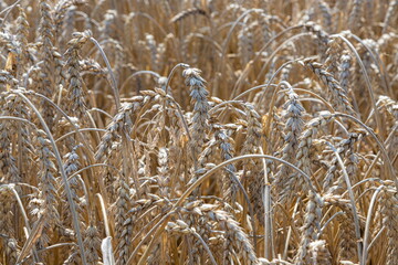 Field of Golden wheat under the blue sky and clouds