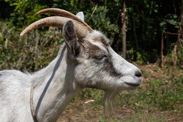 Grey goat at the pasture at the sunny summer