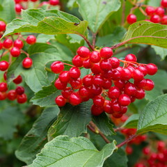 Autumn branch viburnum during the rain, falling drops. Ripe juicy red berries viburnum opulus, green leaves. Harvest, fall background