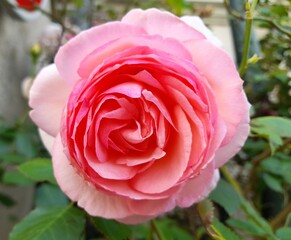 pink rose in garden