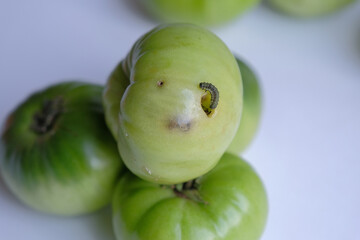 tomato caterpillar pest. the green caterpillar that destroys the tomato crop. caterpillar eats only green tomatoes. crop (harvest) failure concept
