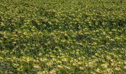 A basket of ripe sunflower on the field
