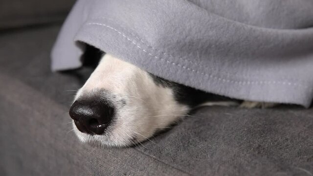 Funny puppy dog border collie lying on couch under plaid at home indoors. Dog nose sticks out from under plaid close up. Dog keeping warm hiding under blanket in cold fall autumn winter weather