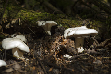 white mushrooms in the forest, vallée de la matapédia, québec, canada