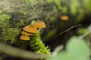 mushrooms on a tree log