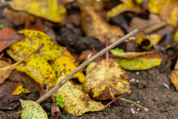 black currant cuttings in the ground in autumn