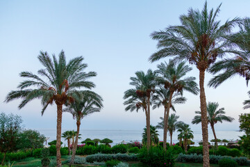 Fototapeta na wymiar Palm trees on the sea coast before sunset.