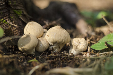common puffball mushrooms at the bottom of a tree, vallée de la matapédia, québec, canada