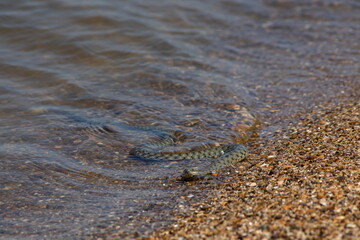 Fototapeta na wymiar Natrix tessellata water snake on the beach