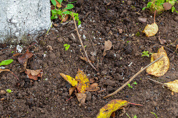 black currant cuttings in the ground in autumn