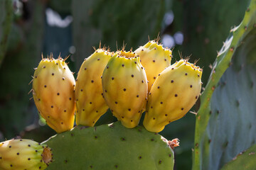 A cactus with prickly pear fruits, illuminated by the sun's rays.