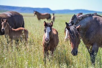 Cavalos no campo