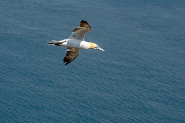 Fototapeta na wymiar Northern gannet, morus bassanus, in flight