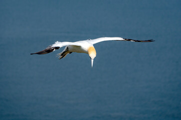Fototapeta na wymiar Northern gannet, morus bassanus, in flight