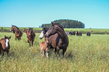 
Cavalos no campo