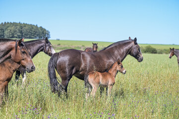 Cavalos no campo