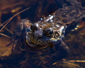 Just a frog in the water