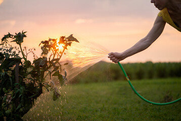 Gardener female holding hand hose sprayer and watering plants in garden sunset light