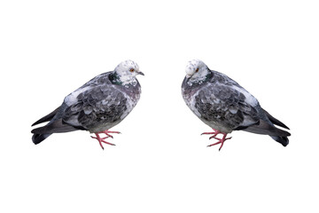 two pigeons isolated on white background