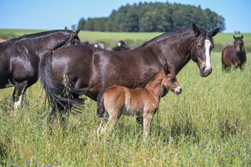 Obraz premium Cavalos no campo